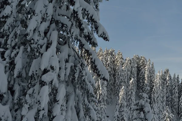 Árvores cobertas com geada e neve — Fotografia de Stock