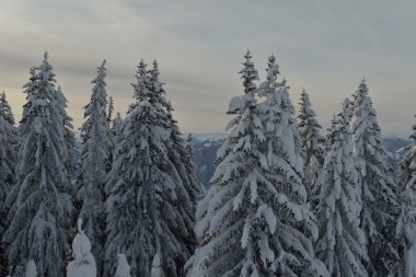 Ağaç kırağı ve karla kaplı