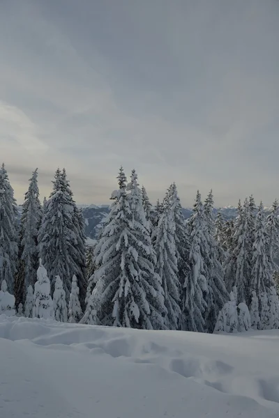 Árboles cubiertos de heladas y nieve —  Fotos de Stock