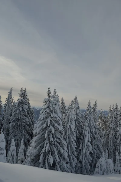 Дерева покриті калюжею і снігом — стокове фото