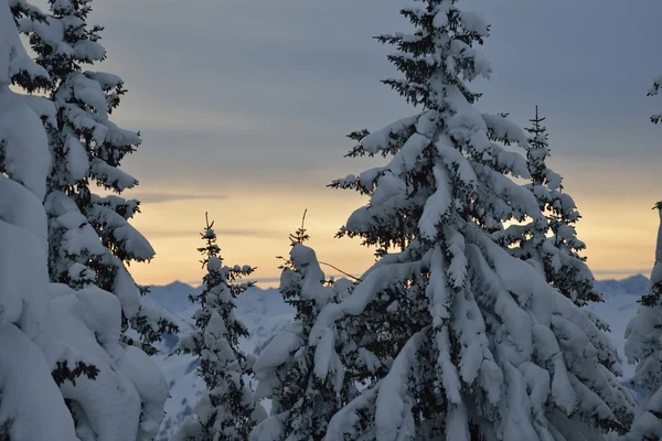 Bomen bedekt met vorst en sneeuw — Stockfoto