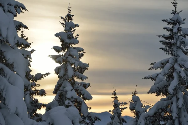 Bomen bedekt met vorst en sneeuw — Stockfoto
