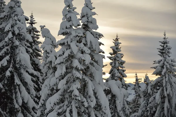 Bäume mit Raureif und Schnee bedeckt — Stockfoto