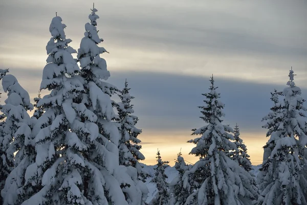 Bomen bedekt met vorst en sneeuw — Stockfoto