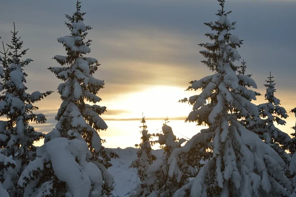 Árvores cobertas com geada e neve — Fotografia de Stock