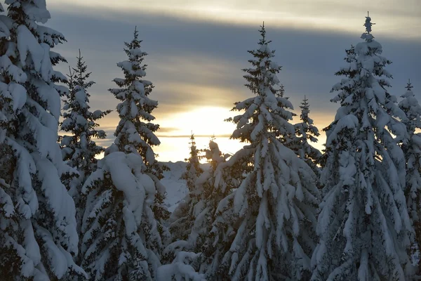 Bäume mit Raureif und Schnee bedeckt — Stockfoto