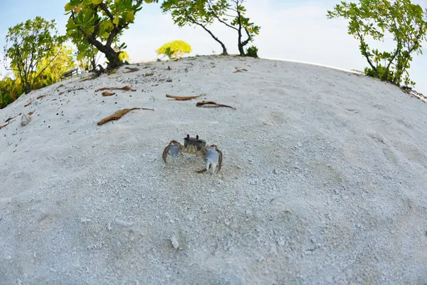 Crabe sur une plage de sable blanc — Photo