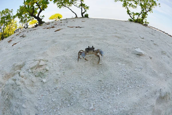 Krab op een wit zandstrand — Stockfoto