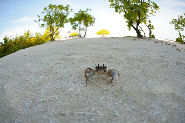 Krab na pláži s bílým pískem — Stock fotografie