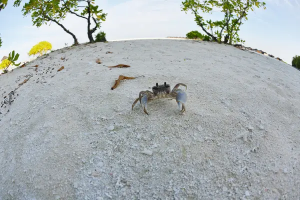 Krab op een wit zandstrand — Stockfoto