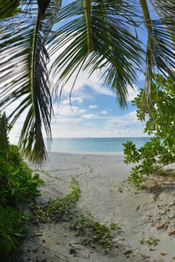 tropikal plaj manzara