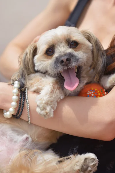 Mutlu genç kadın ile köpek yavrusu — Stok fotoğraf