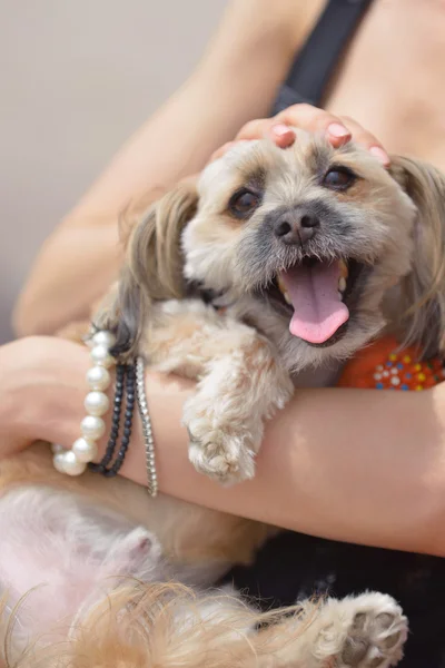 Mujer joven con cachorro divertirse —  Fotos de Stock