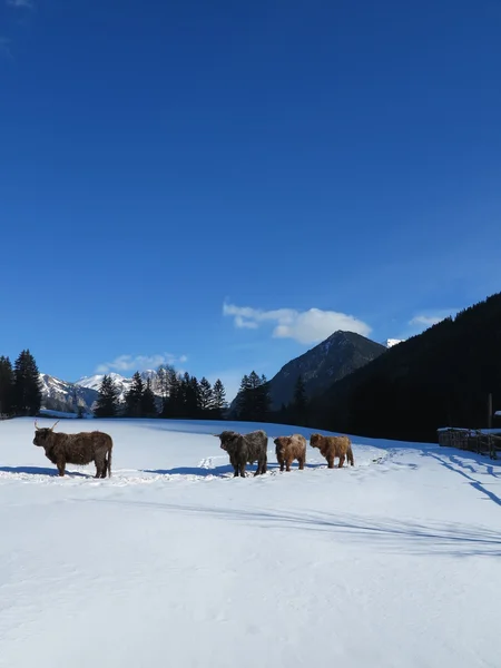 Winter koe — Stockfoto