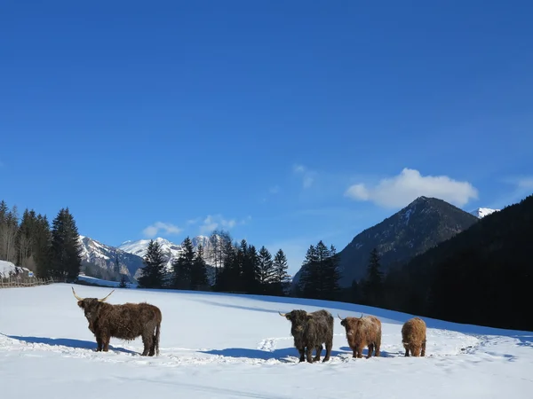 Winter koe — Stockfoto