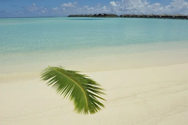 Hoja de palma en playa tropical — Foto de Stock