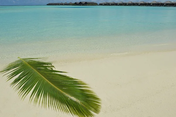 Hoja de palma en playa tropical — Foto de Stock