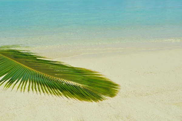 Foglia di palma alla spiaggia tropicale — Foto Stock