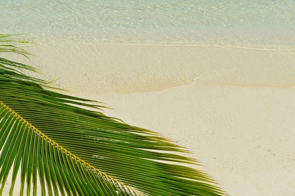 Palmblad på tropical beach — Stockfoto