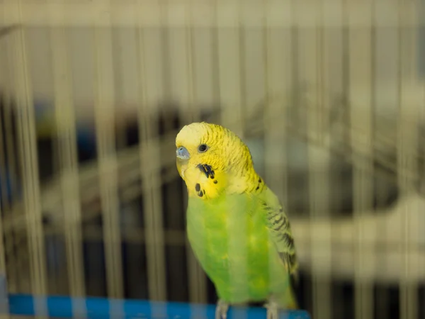 Groene papegaai — Stockfoto