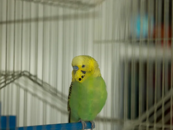 Зелёный попугай — стоковое фото
