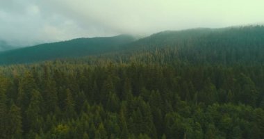 Orman harika doğa manzara üzerinde uçan