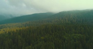 Orman harika doğa manzara üzerinde uçan