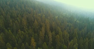 Orman harika doğa manzara üzerinde uçan