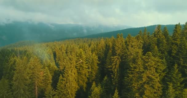 Πετώντας πάνω από το τοπίο υπέροχη φύση του δάσους — Αρχείο Βίντεο