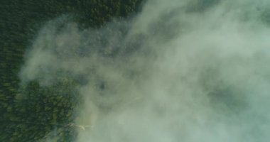 Yoğun sislerin arasından bir orman yolu ve ormanın görüntüsü.