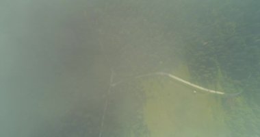 Yoğun sislerin arasından bir orman yolu ve ormanın görüntüsü.