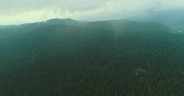 Výstřel lesní cesty a lesa ze vzduchu skrze hustou mlhu — Stock video