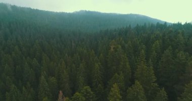 Yoğun sislerin arasından bir orman yolu ve ormanın görüntüsü.