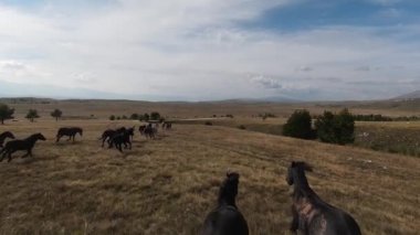 FPV İHA 'sı bozkırda dört nala koşan büyük bir vahşi at sürüsüyle uçuyor.