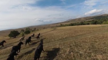 FPV İHA 'sı bozkırda dört nala koşan büyük bir vahşi at sürüsüyle uçuyor.
