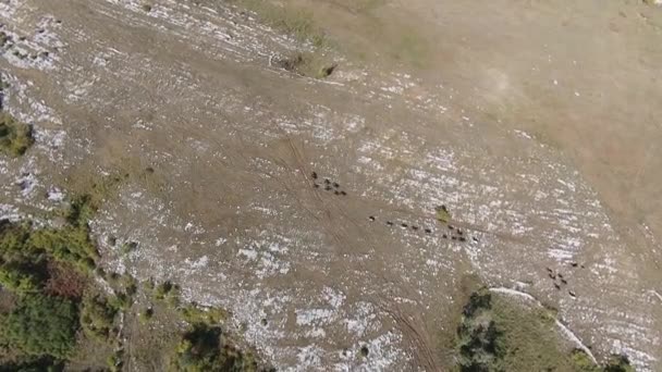 Aerial FPV Drone Volando con una gran manada de caballos salvajes galopando rápidamente a través de la estepa — Vídeo de stock