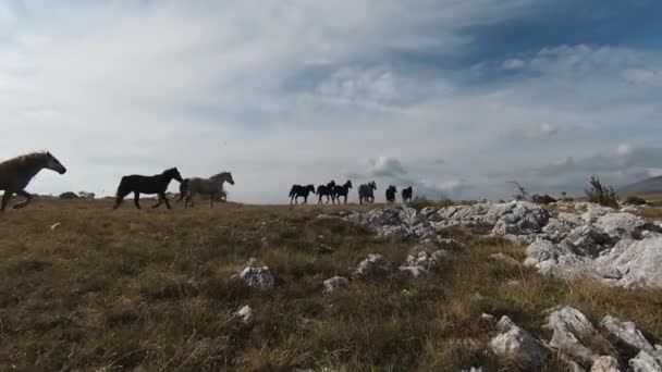 FPV İHA 'sı bozkırda dört nala koşan büyük bir vahşi at sürüsüyle uçuyor. — Stok video