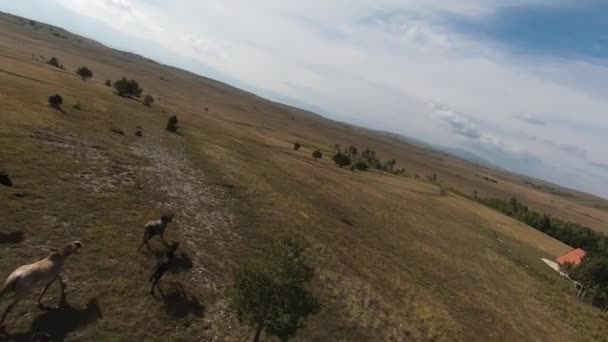 Flyg FPV drönare Flyger med en stor flock vilda hästar galopperande snabbt över stäppen — Stockvideo