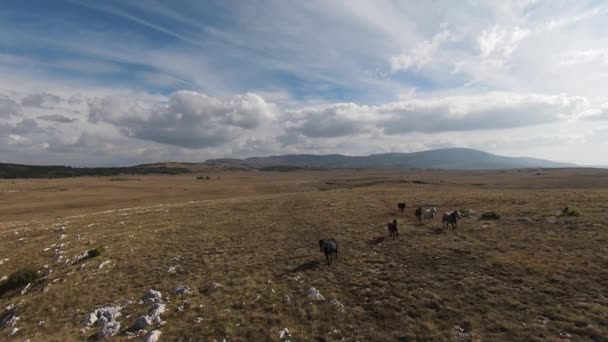 Aerial FPV Drone Flying with a large herd of wild horses galloping fast across steppe — Stock Video