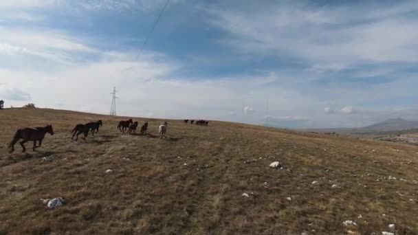 Aerial FPV Drone Flying dengan kawanan besar kuda liar berlari cepat di padang rumput — Stok Video