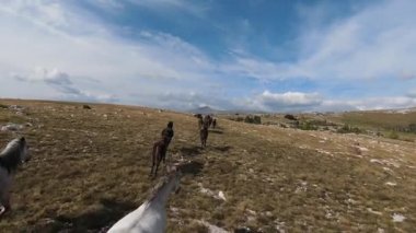 FPV İHA 'sı bozkırda dört nala koşan büyük bir vahşi at sürüsüyle uçuyor.