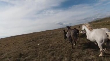 FPV İHA 'sı bozkırda dört nala koşan büyük bir vahşi at sürüsüyle uçuyor.