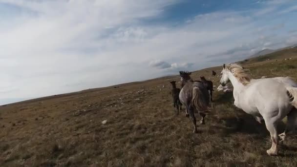 Воздушный дрон FPV Летает с большим стадом диких лошадей, скачущих быстро по степи — стоковое видео