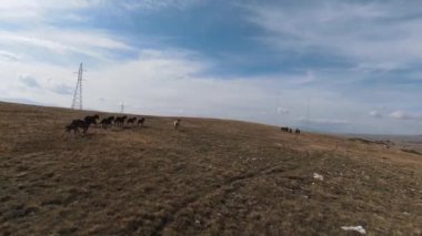 FPV İHA 'sı bozkırda dört nala koşan büyük bir vahşi at sürüsüyle uçuyor.