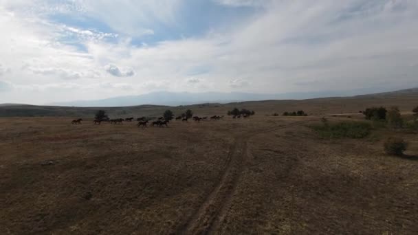 Drone aéreo FPV Voando com uma grande manada de cavalos selvagens galopando rápido através da estepe — Vídeo de Stock