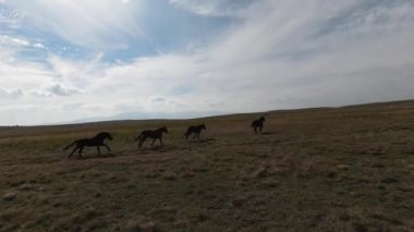 FPV İHA 'sı bozkırda dört nala koşan büyük bir vahşi at sürüsüyle uçuyor.