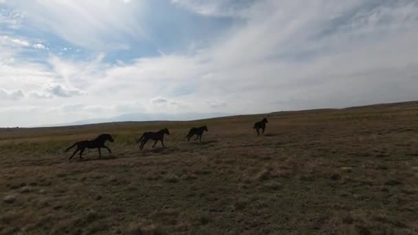 Luchtfoto FPV Drone Vliegen met een grote kudde wilde paarden galoppeert snel over steppe — Stockvideo