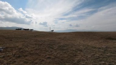 FPV İHA 'sı bozkırda dört nala koşan büyük bir vahşi at sürüsüyle uçuyor.