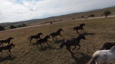 FPV İHA 'sı bozkırda dört nala koşan büyük bir vahşi at sürüsüyle uçuyor.