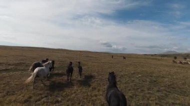FPV İHA 'sı bozkırda dört nala koşan büyük bir vahşi at sürüsüyle uçuyor.